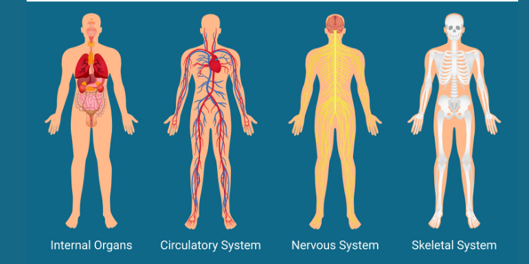 Physiology